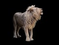 Lion standing full of pleasure view from the right isolated at Royalty Free Stock Photo