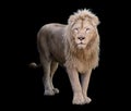 Lion standing and looking at camera isolated at black Royalty Free Stock Photo