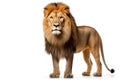 Lion standing and looking at camera, isolated on white background Royalty Free Stock Photo