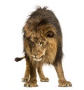 Lion standing, looking down, Panthera Leo, 10 years old, isolate