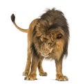 Lion standing, looking down, Panthera Leo, 10 years old, isolate Royalty Free Stock Photo