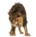 Lion standing, looking down, Panthera Leo, 10 years old, isolate Royalty Free Stock Photo