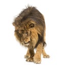 Lion standing, looking down, Panthera Leo, 10 years old, isolate Royalty Free Stock Photo