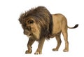 Lion standing, looking down, Panthera Leo, 10 years old Royalty Free Stock Photo