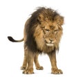 Lion standing, looking down, Panthera Leo, 10 years old, isolate Royalty Free Stock Photo