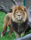 Lion standing before a massive tree trunk in a park setting Royalty Free Stock Photo