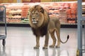A lion walking down a grocery store aisle, Generative AI