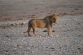 Lion standing on pebbles in Nambia