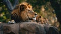 a lion standing protectively in front of his baby, nestled safely underneath, symbolizing strength, love, and familial