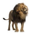 Lion standing, roaring, Panthera Leo, 10 years old, isolated on