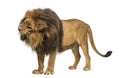 Lion Standing, Roaring, Panthera Leo, 10 Years Old, Isolated On