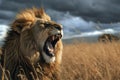 A lion stands in a field with its mouth open, displaying its formidable teeth and powerful presence, An intimidating lion roaring