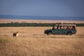 Lion stands staring at photographers in truck