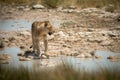 Lion stands on stepping stones looking right