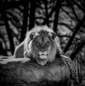 Lions Stare Black and White Royalty Free Stock Photo