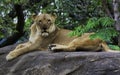 Lion staring on a hilltop