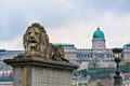 Lion statue at the Chain bridge in Budapest. Royalty Free Stock Photo