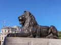 Lion statue closeup at Nelson`s Column, Trafalgar Square, London, UK Royalty Free Stock Photo