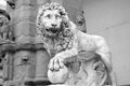 Lion statue Florence Tuscany italy Royalty Free Stock Photo