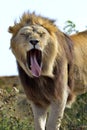 Lion Sticking Out Its Tongue