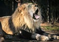 Lion in the Sun - Sunny Day - Sunbathing