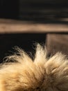 Lion head fluffy mane fur coat close-up Royalty Free Stock Photo