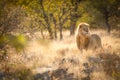 Lion in the sunrise light, Etosha National Park, Namibia Royalty Free Stock Photo