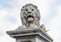 Lion on the Szechenyi Chain Bridge in Budapest, Hungary Royalty Free Stock Photo