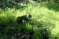 Lion-tailed Asian Monkey