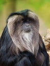 Lion-tailed Macaque Royalty Free Stock Photo