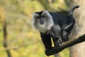 Lion-tailed macaque Royalty Free Stock Photo