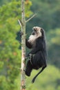 Lion-tailed macaque Royalty Free Stock Photo