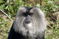 The lion-tailed macaque Royalty Free Stock Photo