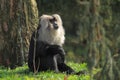 Lion-tailed macaque Royalty Free Stock Photo