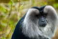 Lion-tailed Macaque Royalty Free Stock Photo