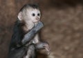 Lion Tailed Macaque baby