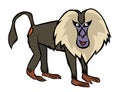 Lion tailed macaque cartoon illustartion