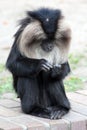 Lion-tailed macaque.Its also known as wanderoo, bartaffe, beard ape Royalty Free Stock Photo