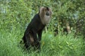 LION TAILED MACAQUE macaca silenus Royalty Free Stock Photo