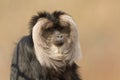 Lion-tailed macaque (Macaca silenus) Royalty Free Stock Photo