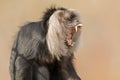 Lion-tailed macaque (Macaca silenus) Royalty Free Stock Photo