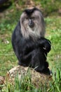 Lion-tailed macaque (Macaca silenus), also known as the wanderoo. Royalty Free Stock Photo