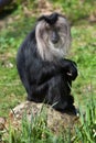 Lion-tailed macaque (Macaca silenus), also known as the wanderoo. Royalty Free Stock Photo