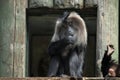 Lion-tailed macaque (Macaca silenus). Royalty Free Stock Photo