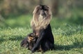 Lion Tailed Macaque, macaca silenus, Female with Young Royalty Free Stock Photo