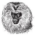 Lion-tailed macaque or Macaca silenus, vintage engraving Royalty Free Stock Photo