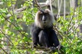 Lion-tailed macaque Royalty Free Stock Photo