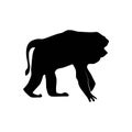 Lion-tailed macaque or Macaca silenus or Wanderoo, vector silhouette. isolated on white background