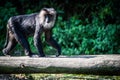 Lion-tailed macaque walking on a tree branch Royalty Free Stock Photo