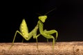 Praying mantis black background high quality photos closeup macro Royalty Free Stock Photo